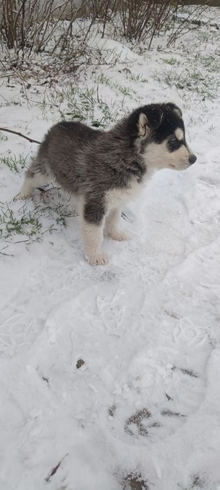 Syberian husky zwykle oczka