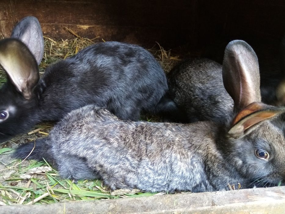Króliki samce i samiczki