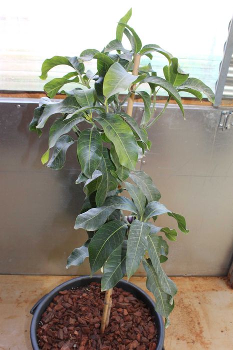 Mango Keitt Tree / Árvore de Manga Keitt