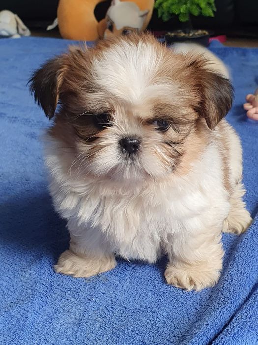 Shih tzu /Urocza  mini sunia