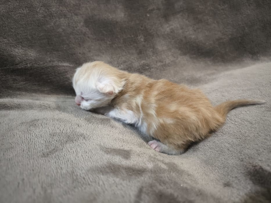 Maine coon Kocurek