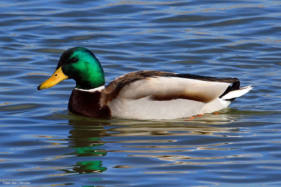 Ovos de pato de varias racas: corredor indiano/canard orpington