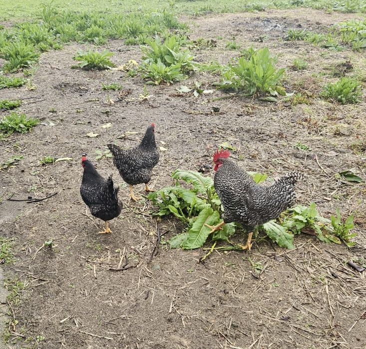 Ovos Galados pedrês portuguesa  raça pura