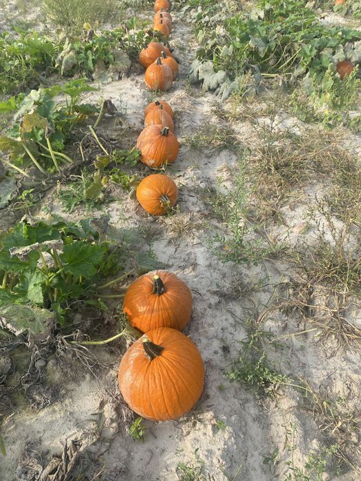 Dynia Halloween jadalna