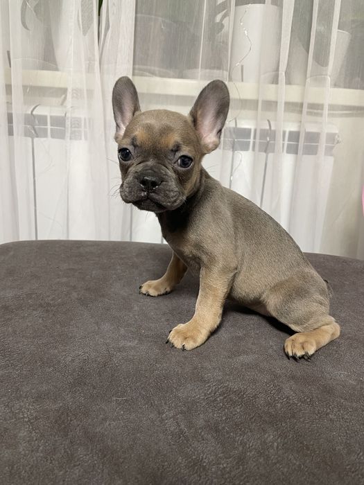 Дівчинка французького бульдога