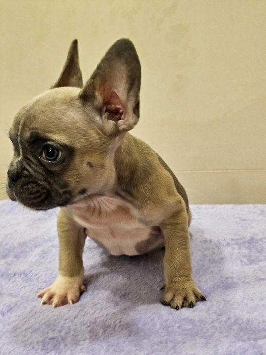 Хлопчик французський бульдог