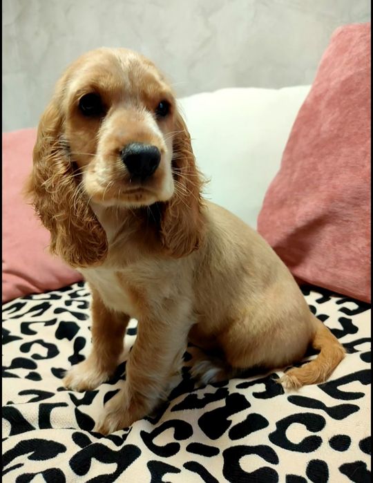 Piękny Cocker spaniel angielski  złoty biszkoptowy