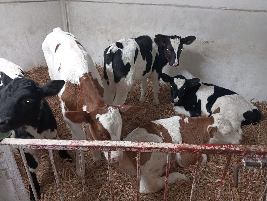 Cielęta Nowa dostawa