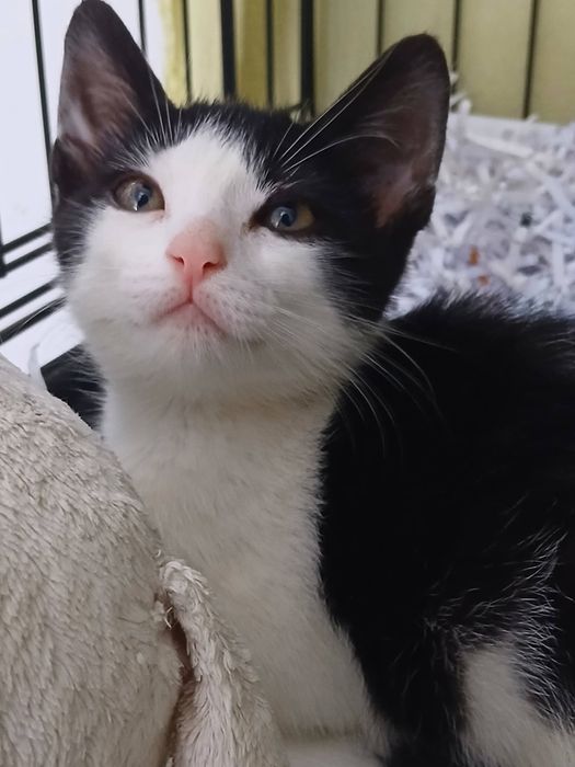 Gatinho para adopção com 3 meses