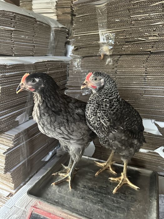 Чеський Домінант Несучка