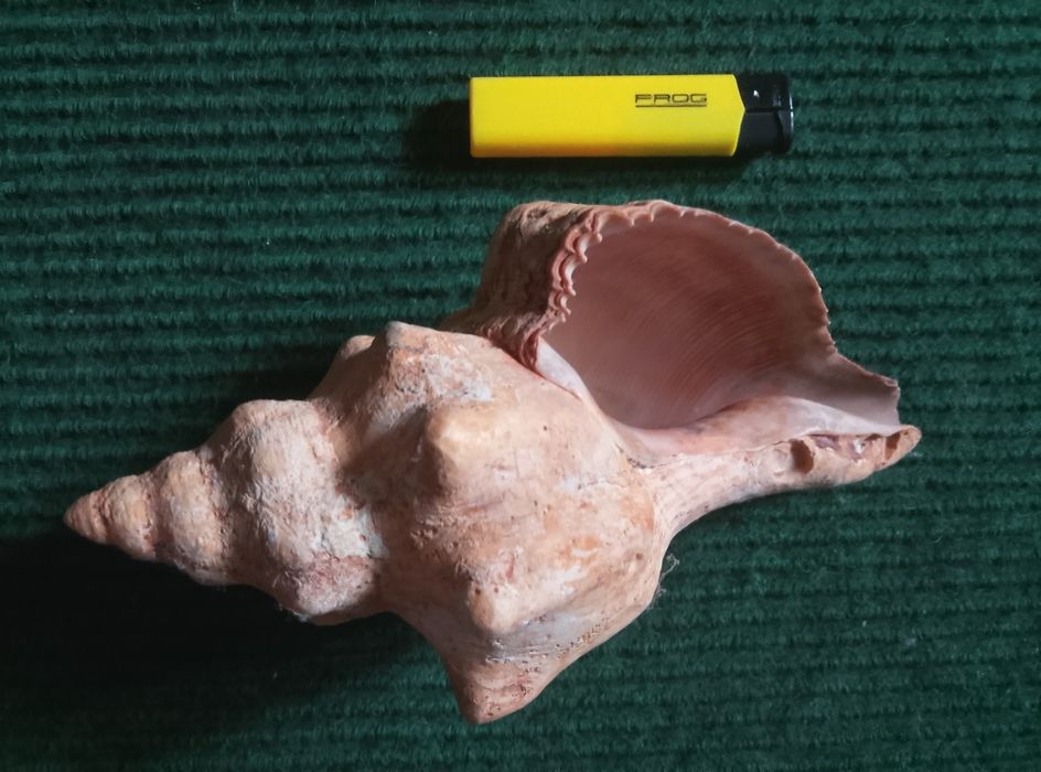 Корали та мушлі для акваріуму.