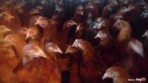 Kury nioski ROSA Kolorowe z odchowalni drobiu .Dowóz na całą Polske