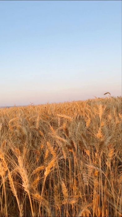 Продам пай в Тернопільській області