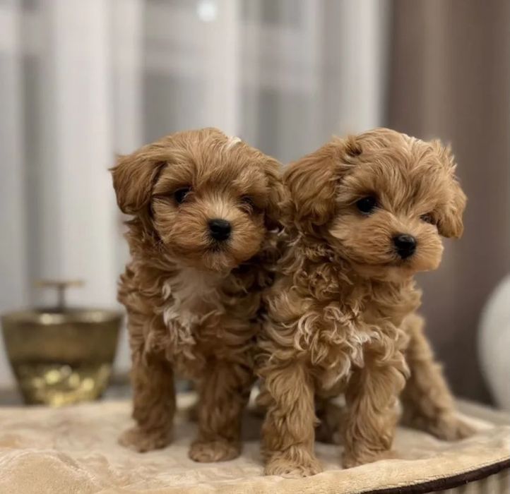 Щенки мальтипу, подарите себе счастье