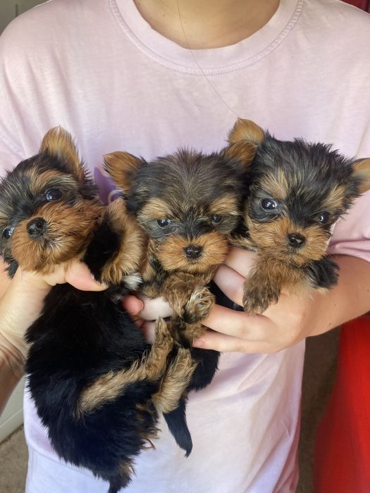 Хлопчик йорка стандарт