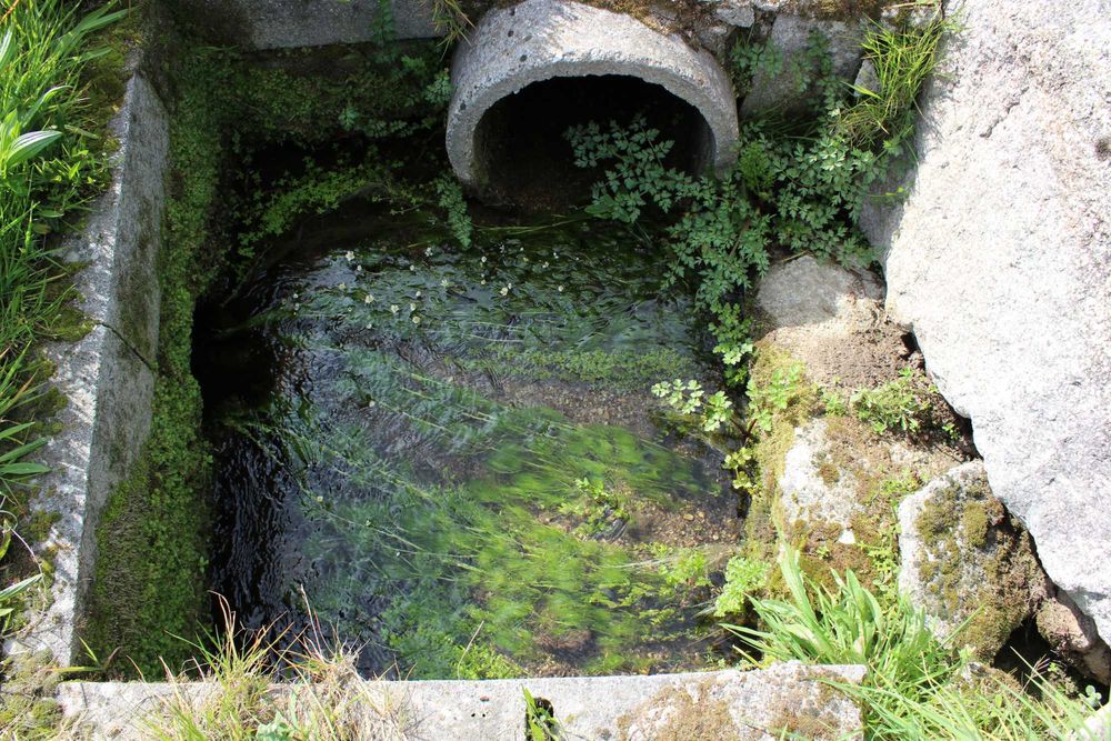 Terreno 53.265 m² com casa de granito, Olival DOP/DOC