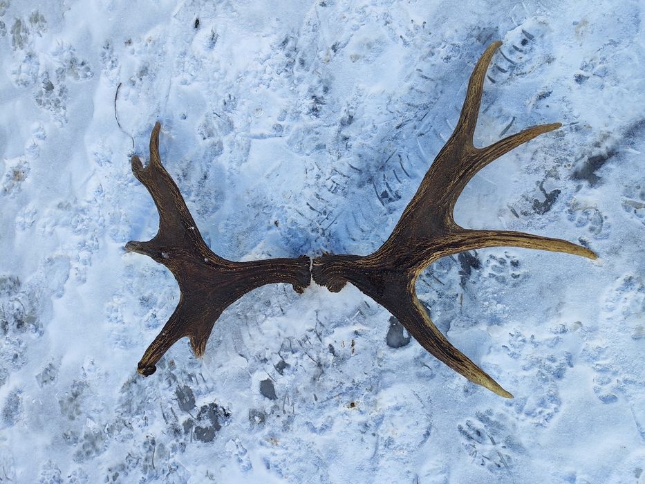 Poroże łosia zrzuty.