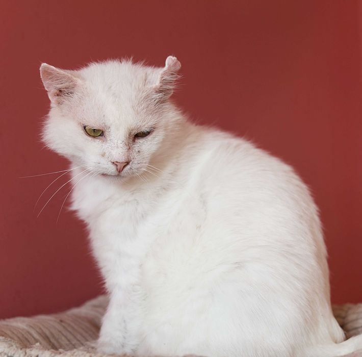 Cudowny Kocurek szuka domu. Fiv+