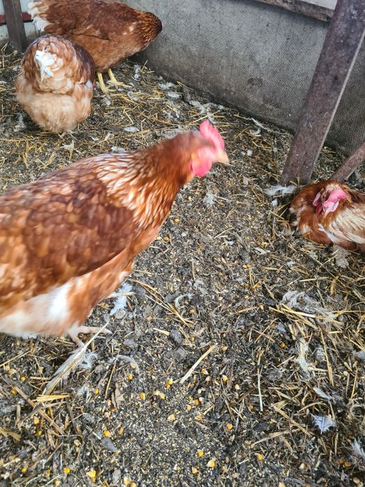 Молодые куры,молодка.