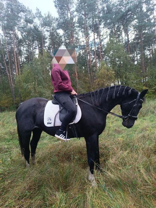 Czarująca malowana klacz wielkopolska z licencją