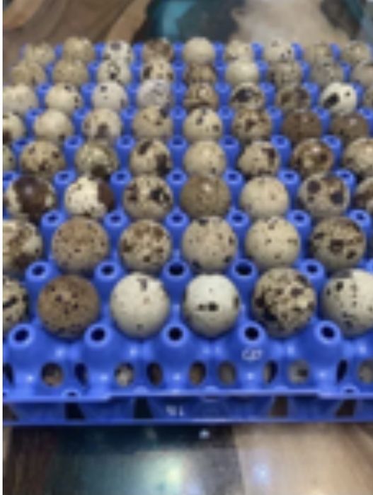 І/я перепелів Техаський