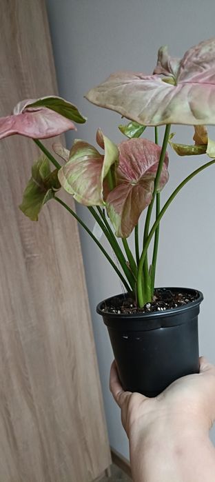 Syngonium Pink Aura Variagata