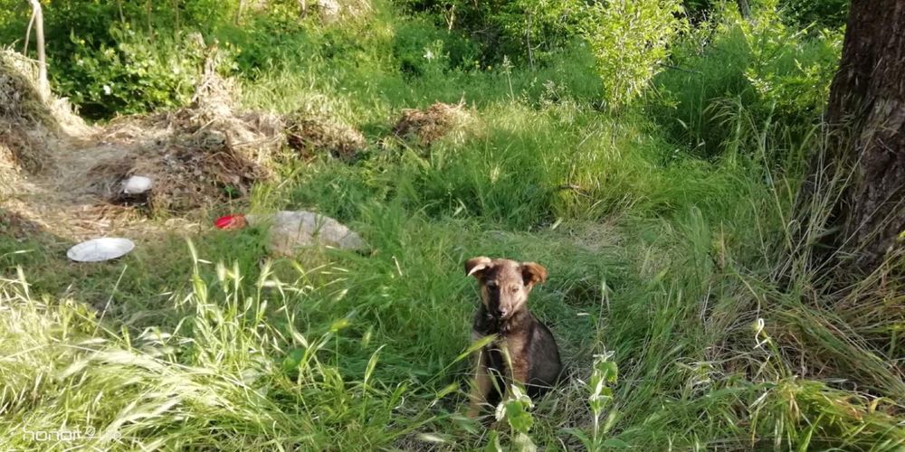 пёсики,отдаём в добрые руки