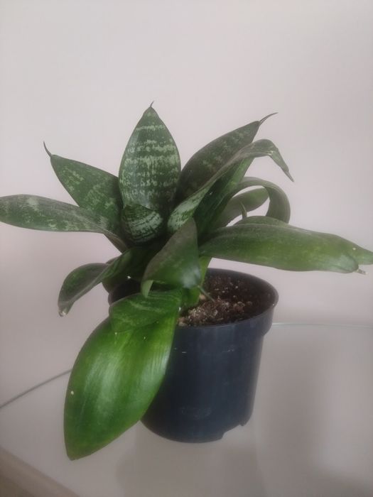 Sansevieria trifasciata 'Green Hahnii'