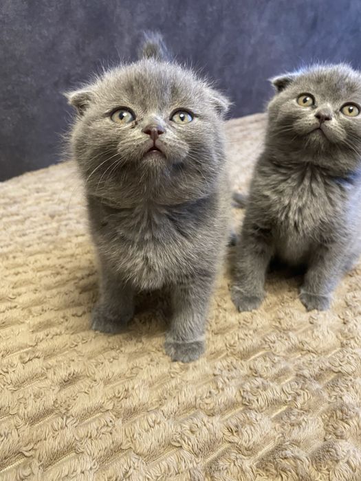 Блакитні красунчики