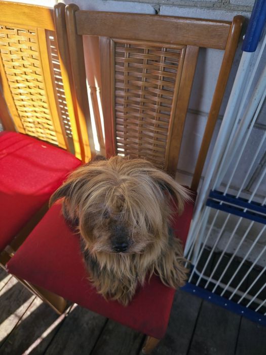 Piesek yorkshire terrier