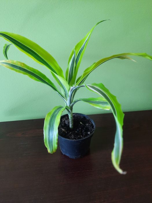 Dracena kwiatek doniczkowy