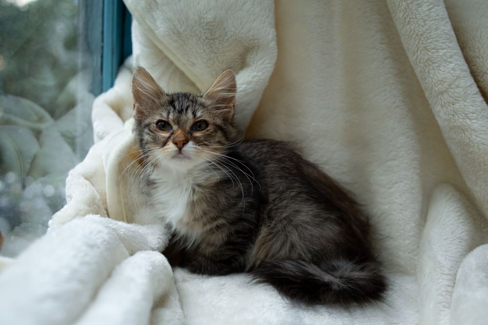 Киця Горошинка в пошуку сімʼї