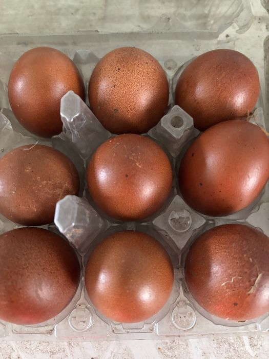 Ovos de galinhas raça marans