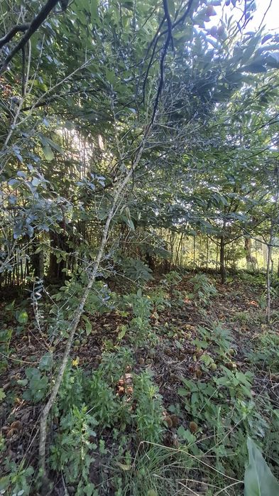 3 oliveiras . Galega