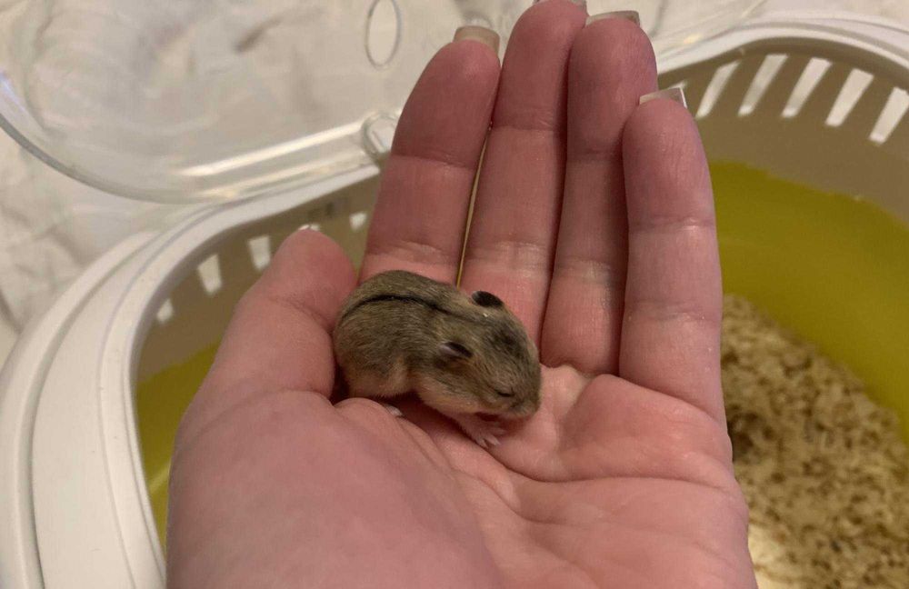 Джунгарские хомячки, хомячата, хомяки, хомяк, карликовые, джунгарики