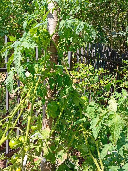 Pomidor Black Vernissage koktajlowy - pokarm dla rybek