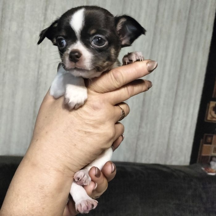 Минички-малышки и мальчишки.