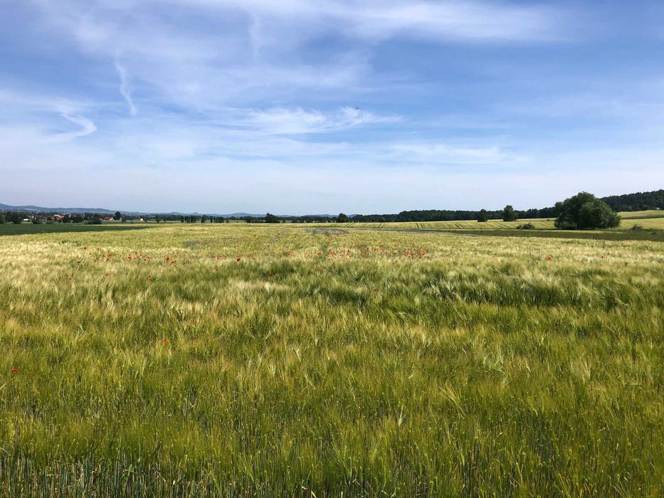 Działka budowlana Lutomia Górna uzbrojona Okazja 1500m2.