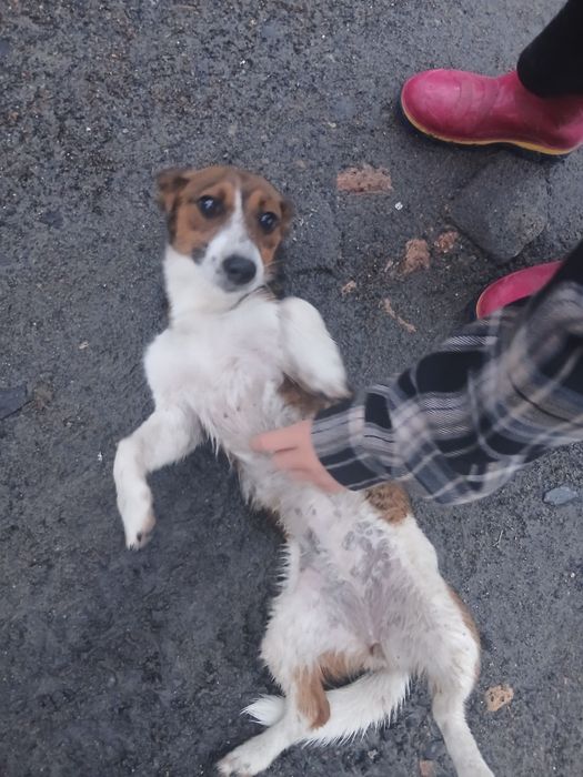 Віддам в хороші руки