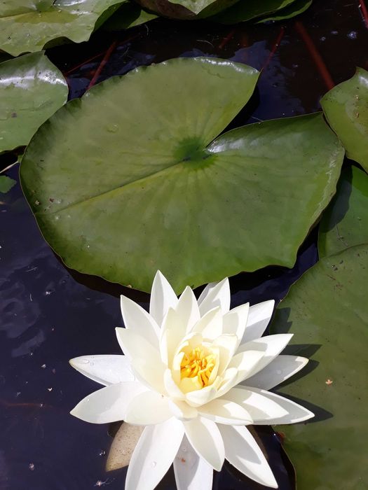 Lilia wodna , Grzybień Nymphaea , Kamieńsk , lesiakowski.pl