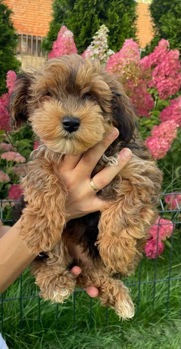 Hawapoo/Maltipoo niesamowita sunia o imieniu Helena