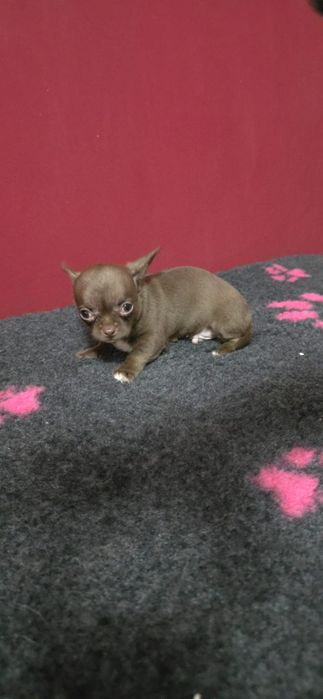 Chihuahua pelo curto