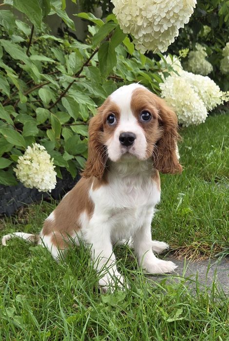 Cavalier King Charles Spaniel Samczyk