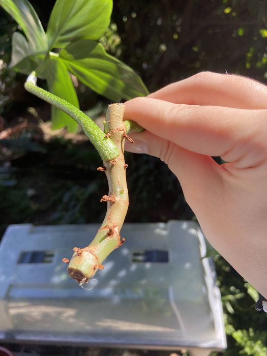 Philodendron Florida Ghost corte 4