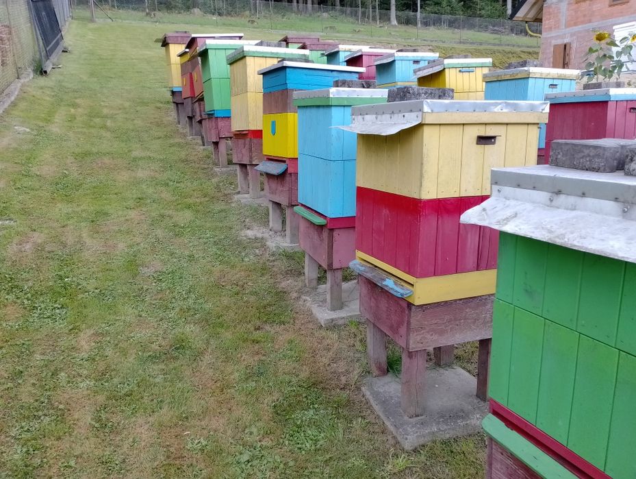 Ule, pszczoły,miód,pasieka,wosk,węza,pszczelarstwo,ramki,wielkopolskie