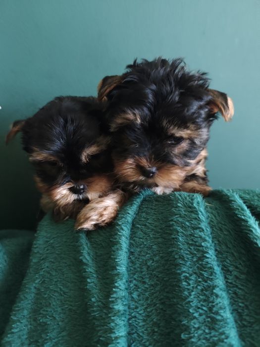 York shire terrier pieski