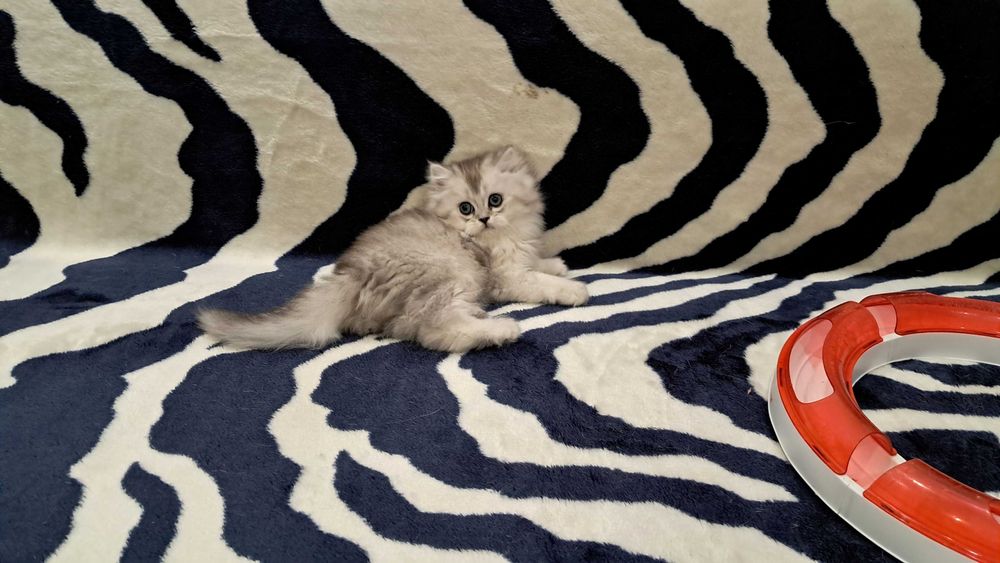 Котёнок в доме - это маленькое пушистое чудо!