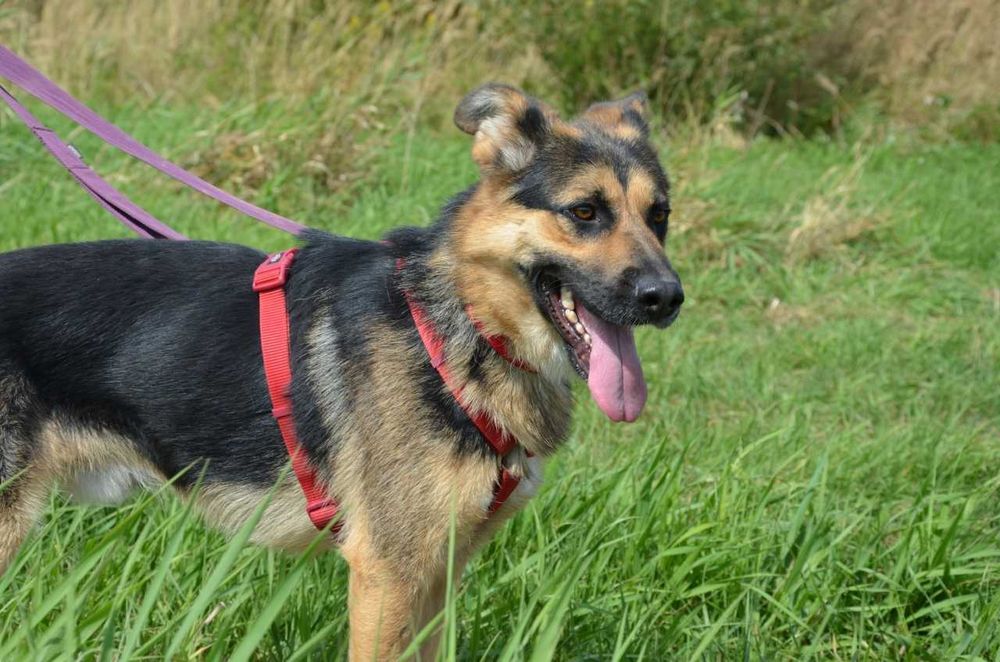 Bambo młodziutki przyjazny w typie owczarka niemieckiego ADOPCJA