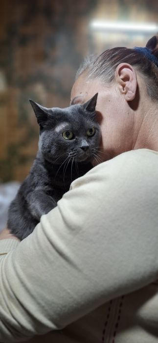 Шукає дім неймовірна красунечка. Британка