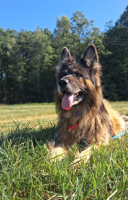 Przyjazny owczarek niemiecki długowłosy, 6 letni, adopcja
